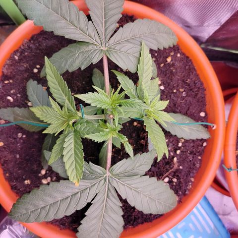 OG Kush growlog timeline photo