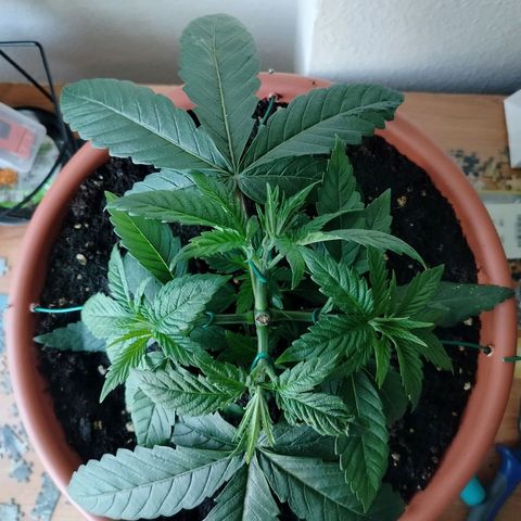 OG Kush growlog timeline photo