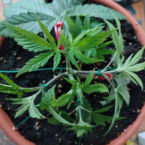 OG Kush growlog timeline photo