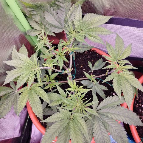 OG Kush growlog timeline photo