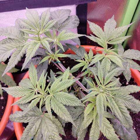 OG Kush growlog timeline photo