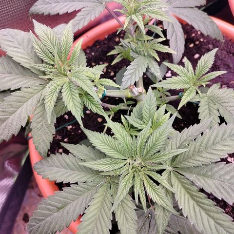OG Kush growlog timeline photo