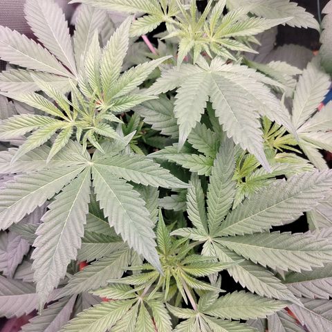 OG Kush growlog timeline photo