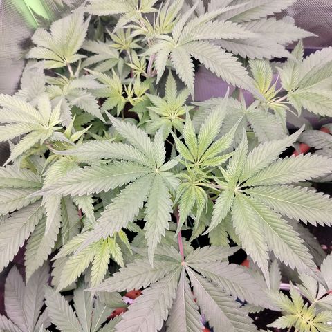OG Kush growlog timeline photo