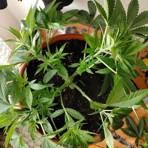 OG Kush growlog timeline photo