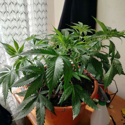 OG Kush growlog timeline photo