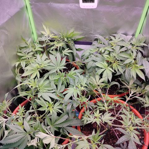 OG Kush growlog timeline photo