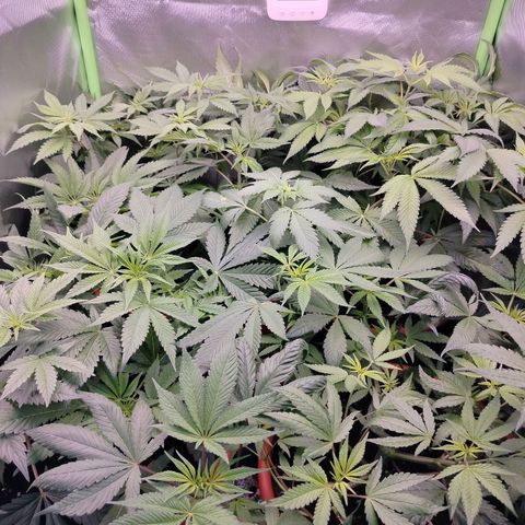 OG Kush growlog timeline photo