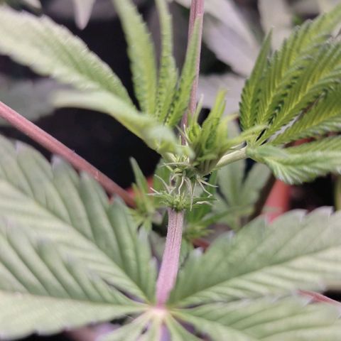 OG Kush growlog timeline photo