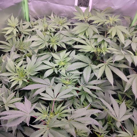 OG Kush growlog timeline photo
