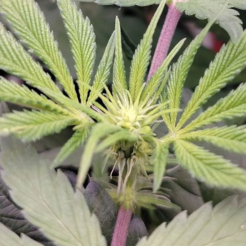 OG Kush growlog timeline photo