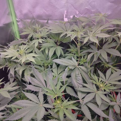 OG Kush growlog timeline photo