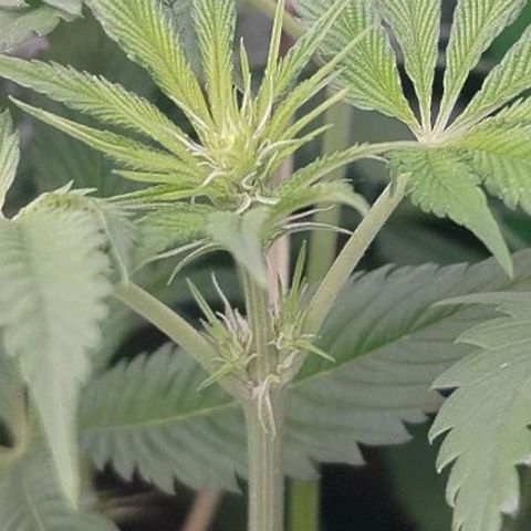 OG Kush growlog timeline photo