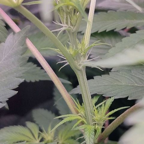 OG Kush growlog timeline photo