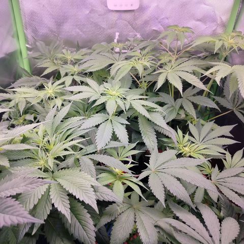 OG Kush growlog timeline photo