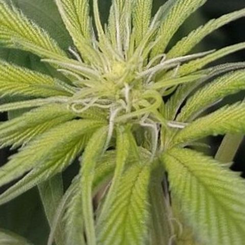 OG Kush growlog timeline photo