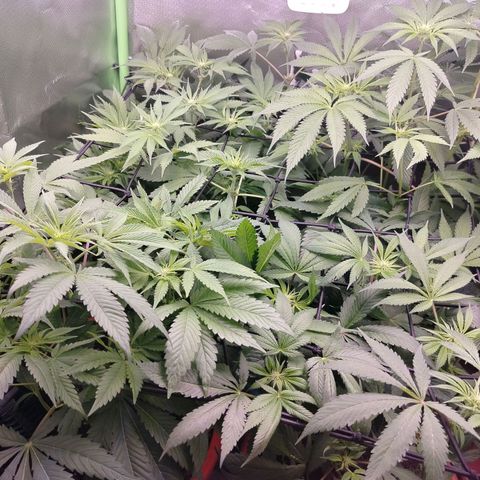 OG Kush growlog timeline photo