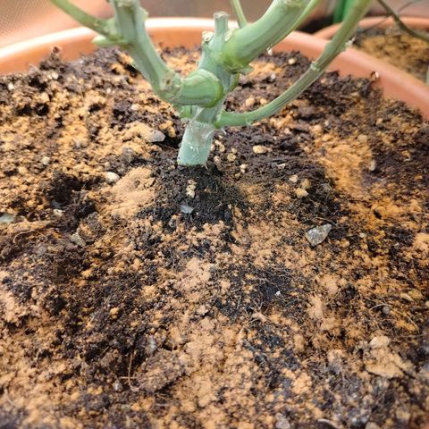 OG Kush growlog timeline photo