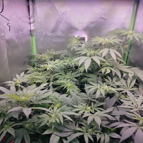 OG Kush growlog timeline photo