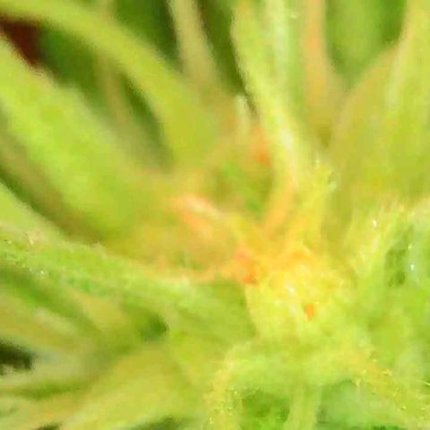 OG Kush growlog timeline photo