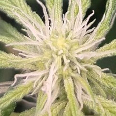OG Kush growlog timeline photo
