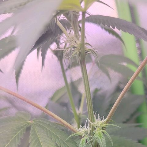 OG Kush growlog timeline photo