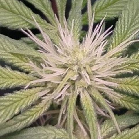 OG Kush growlog timeline photo