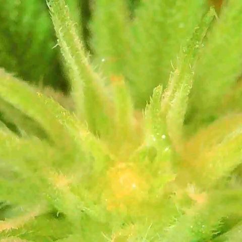 OG Kush growlog timeline photo