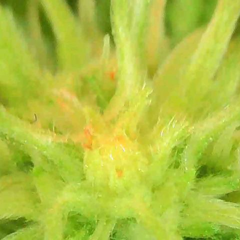 OG Kush growlog timeline photo