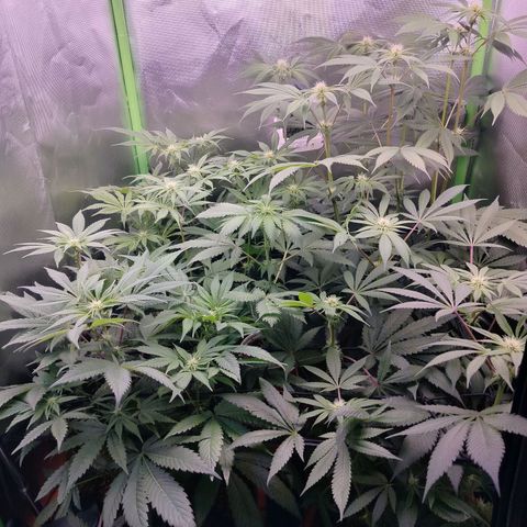 OG Kush growlog timeline photo