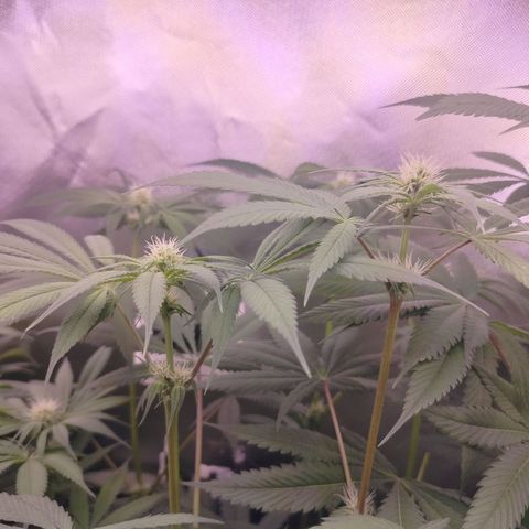 OG Kush growlog timeline photo
