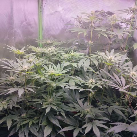 OG Kush growlog timeline photo