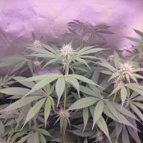 OG Kush growlog timeline photo