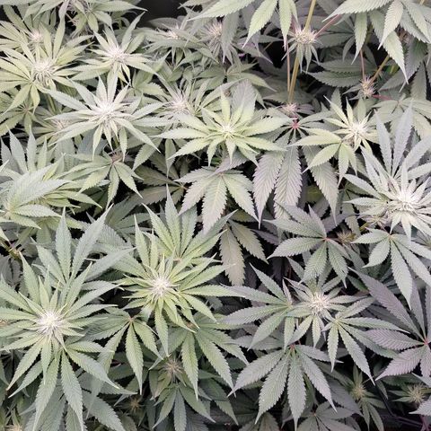 OG Kush growlog timeline photo