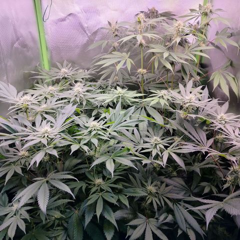 OG Kush growlog timeline photo