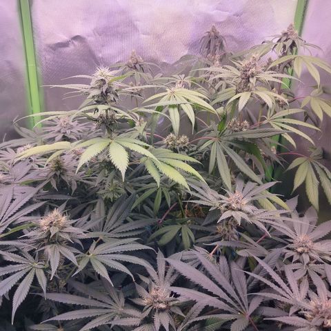 OG Kush growlog timeline photo