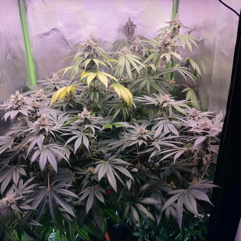 OG Kush growlog timeline photo