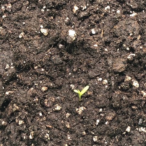 Automatic Jack growlog timeline photo