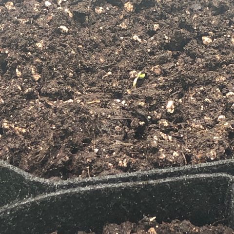 Automatic Jack growlog timeline photo