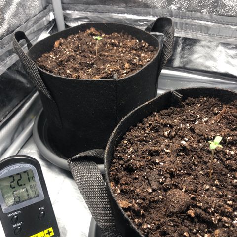 Automatic Jack growlog photo: LED auf niedrigster Dimmung, ~35cm Abstand 