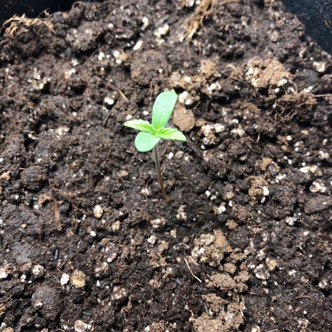 Automatic Jack growlog timeline photo