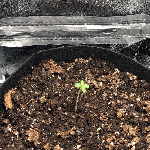 Automatic Jack growlog timeline photo