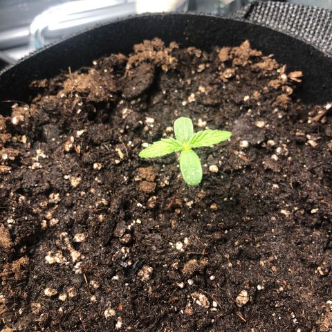 Automatic Jack growlog timeline photo
