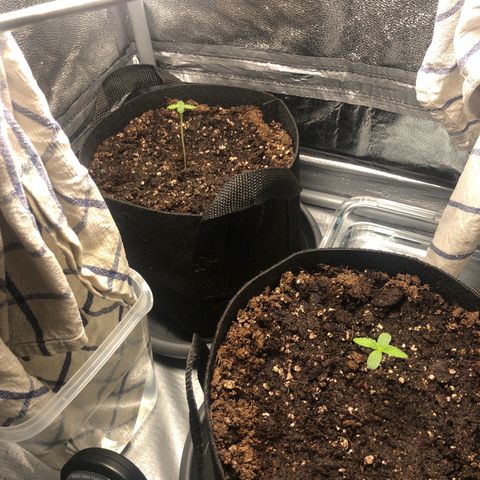 Automatic Jack growlog timeline photo