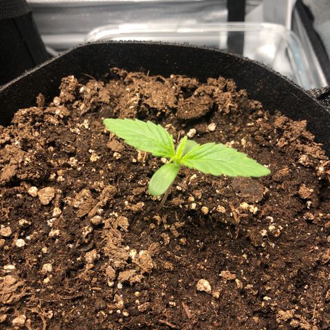 Automatic Jack growlog photo: Erde trocknet ziemlich schnell?!