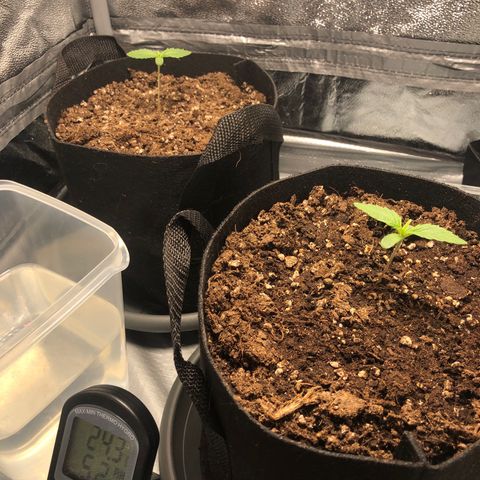 Automatic Jack growlog photo: Erde trocknet ziemlich schnell?!