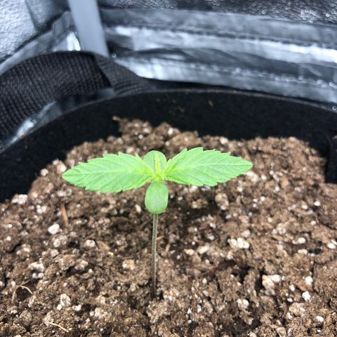 Automatic Jack growlog photo: Erde trocknet ziemlich schnell?!