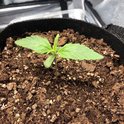 Automatic Jack growlog timeline photo
