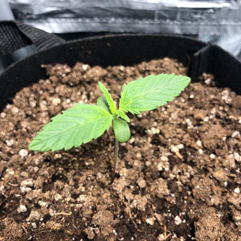 Automatic Jack growlog timeline photo