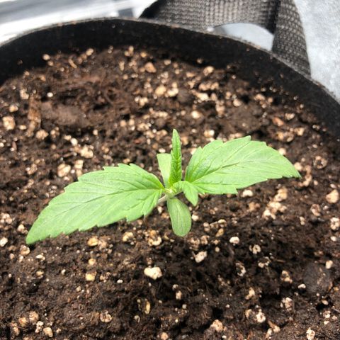 Automatic Jack growlog timeline photo